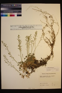 Draba cruciata image